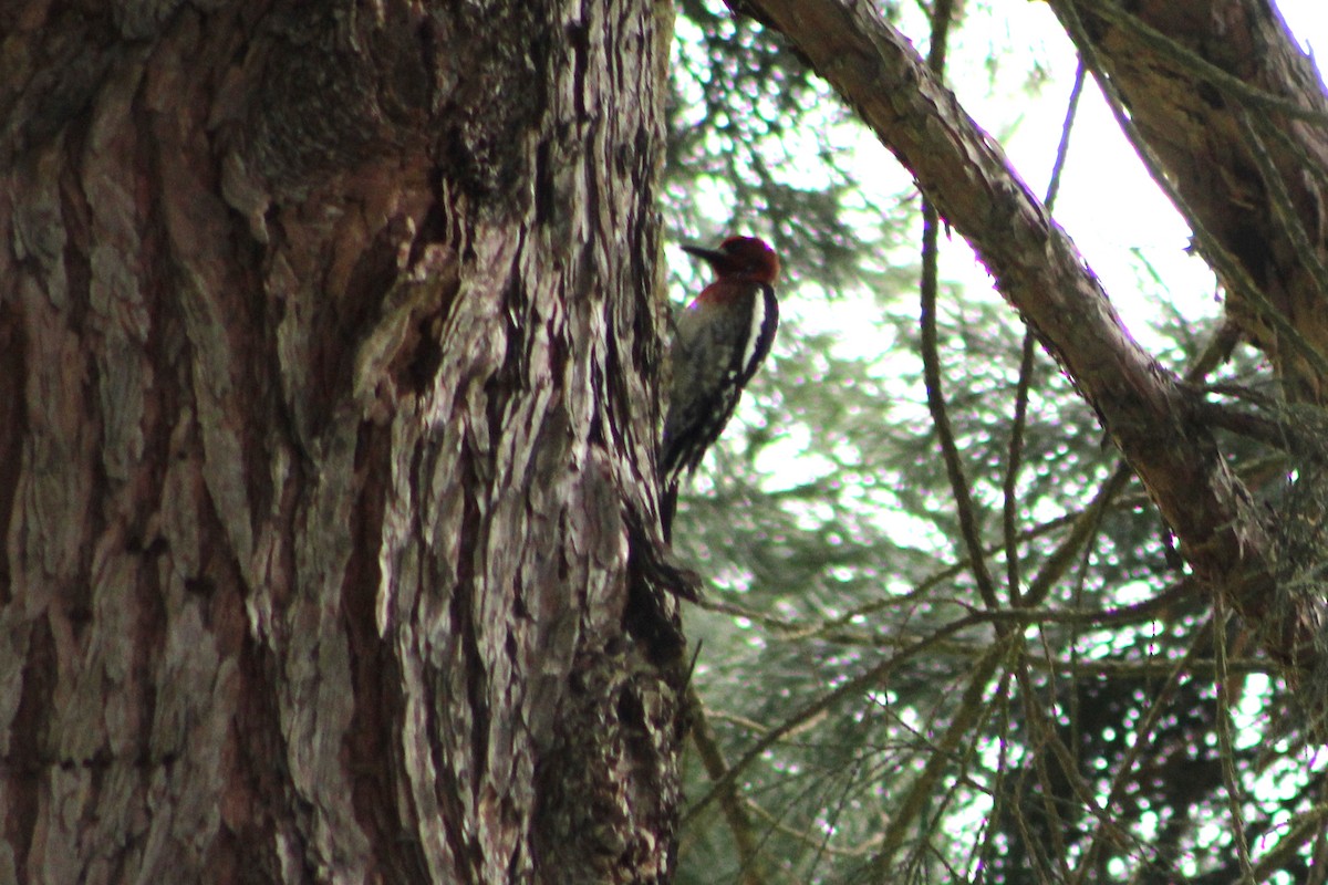 Red-breasted Sapsucker - Audrey Gordon