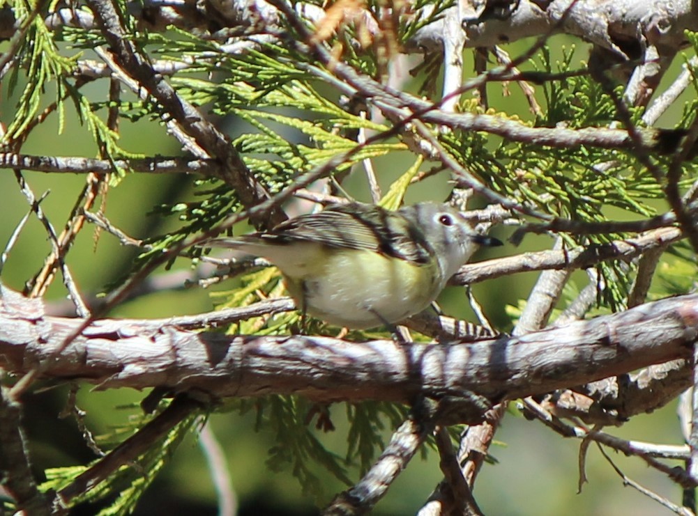 Cassin's Vireo - Liz & Kev