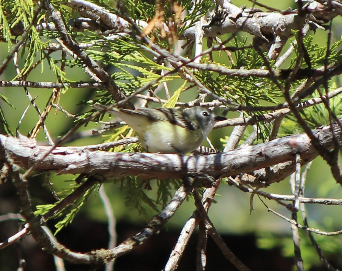 Cassin's Vireo - Liz & Kev