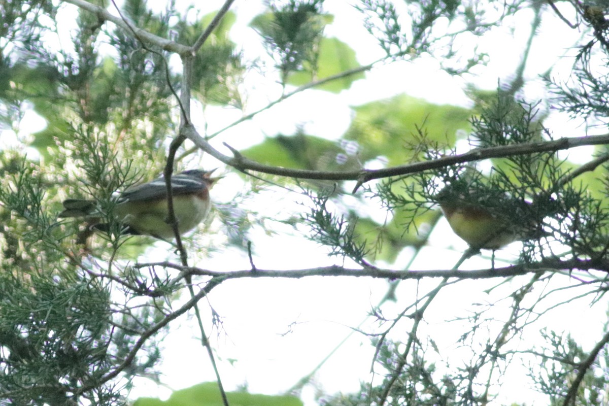 Bay-breasted Warbler - ML618045801