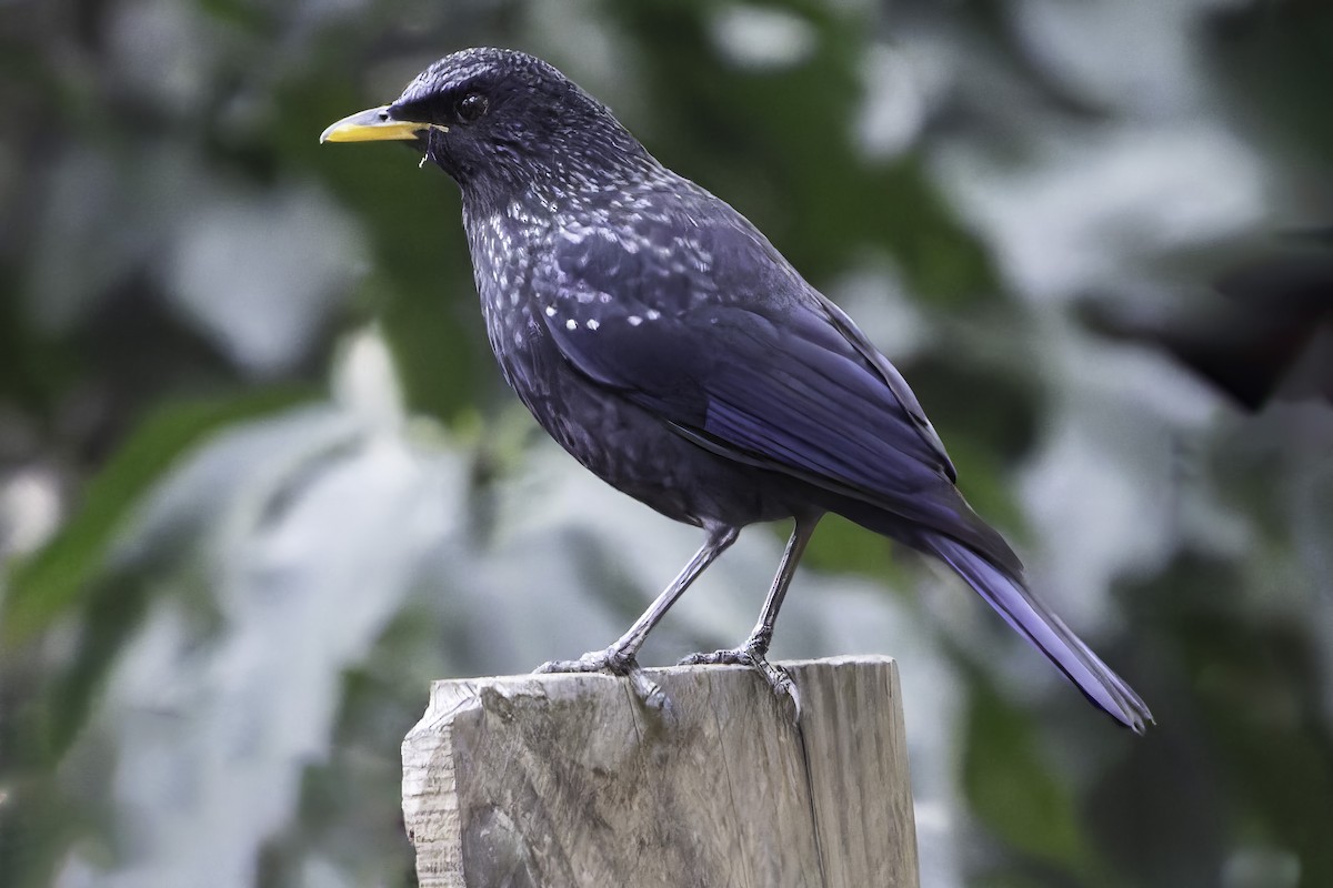 Blue Whistling-Thrush - ML618045806