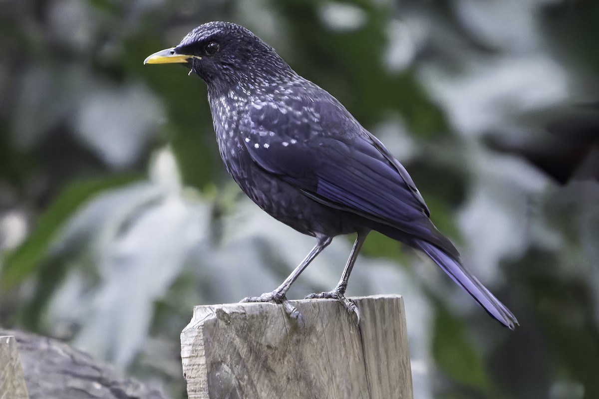 Blue Whistling-Thrush - ML618045807