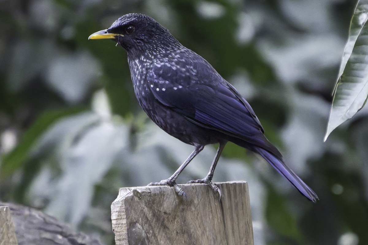 Blue Whistling-Thrush - ML618045808