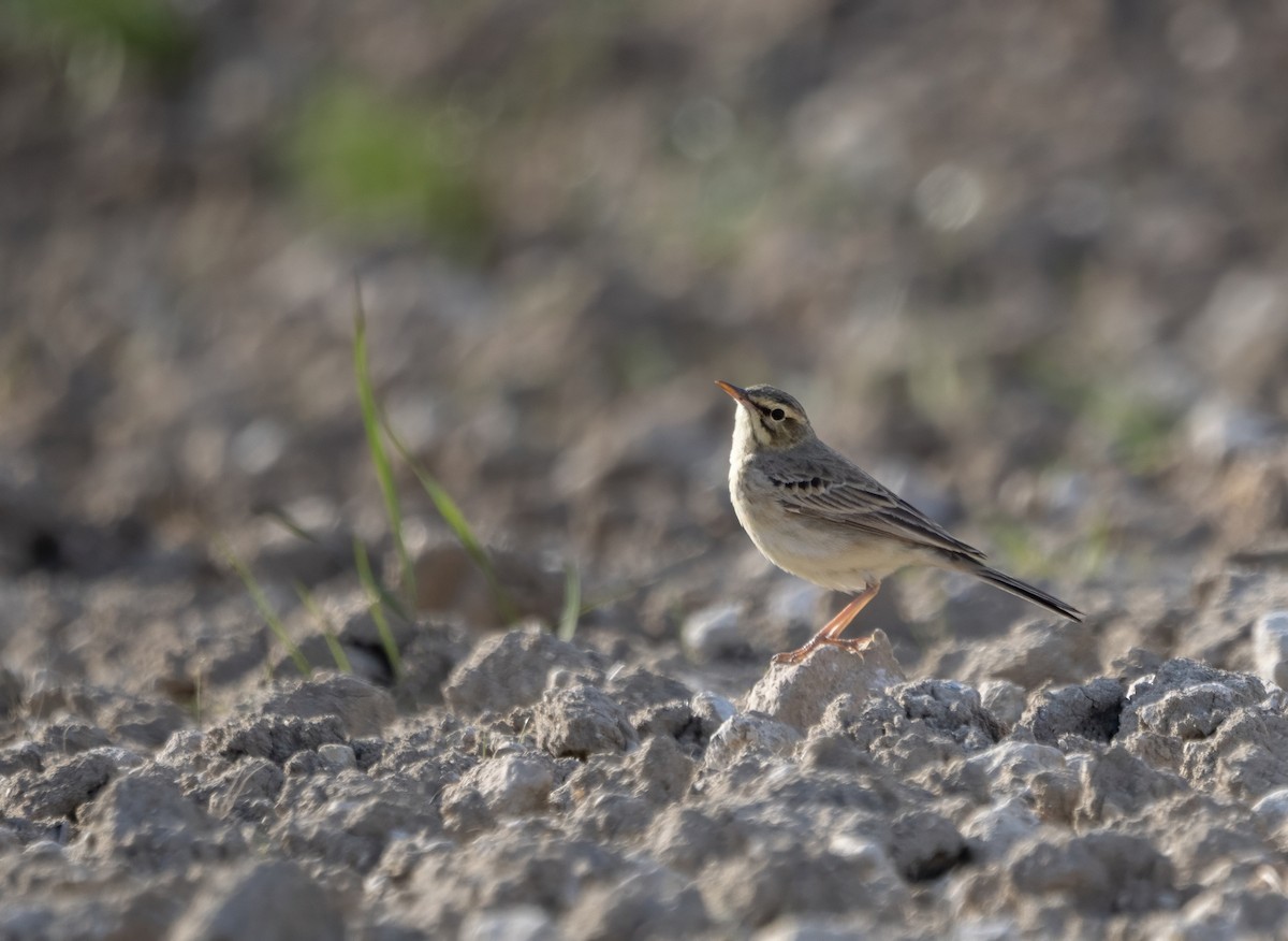 Pipit rousseline - ML618045809