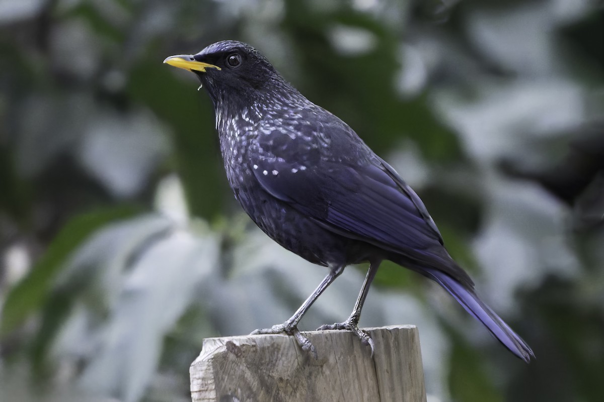 Blue Whistling-Thrush - ML618045810