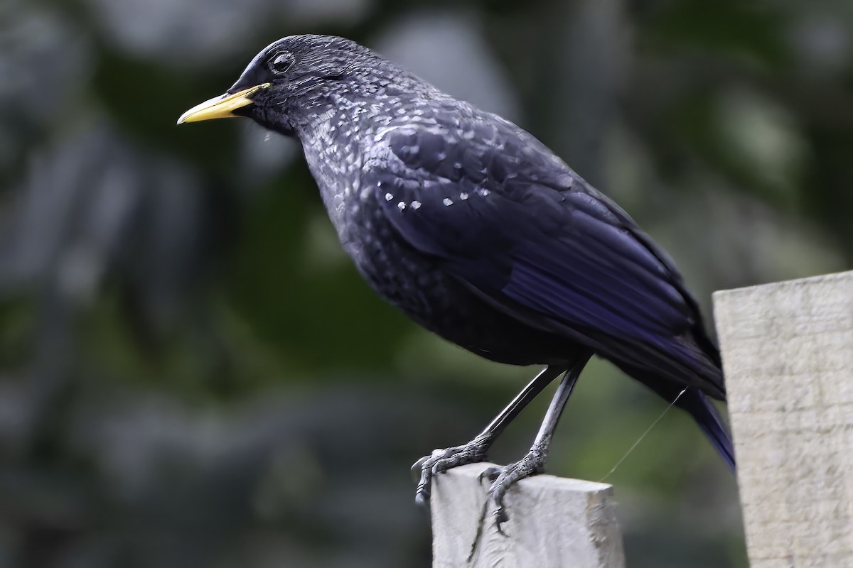 Blue Whistling-Thrush - ML618045811