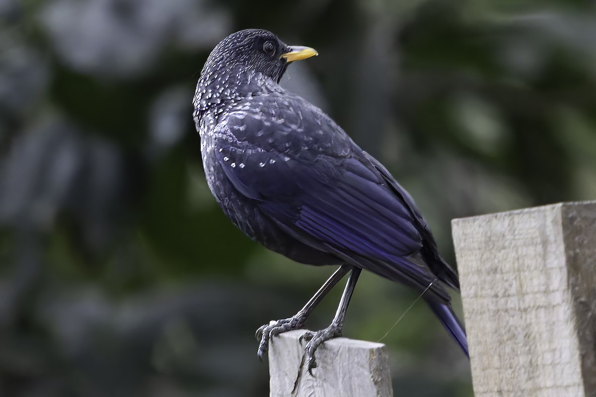 Purpurpfeifdrossel - ML618045812