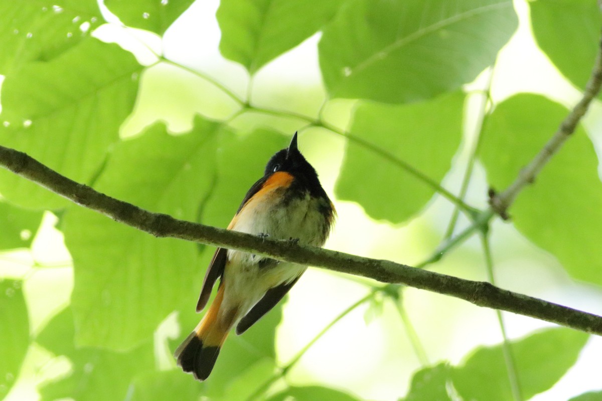 American Redstart - ML618045814