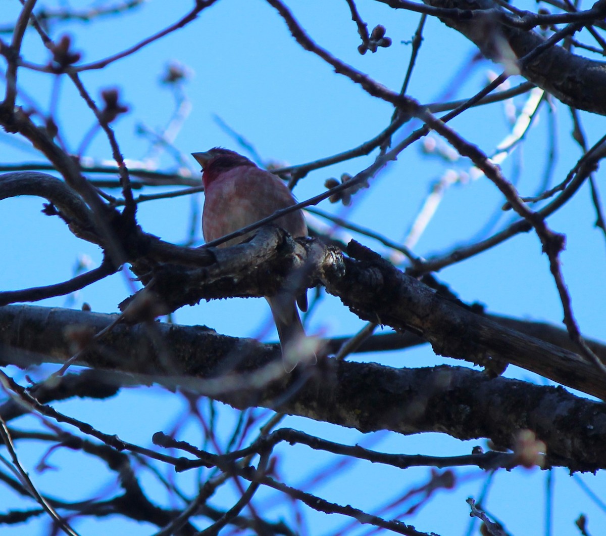 Purple Finch - ML618045818