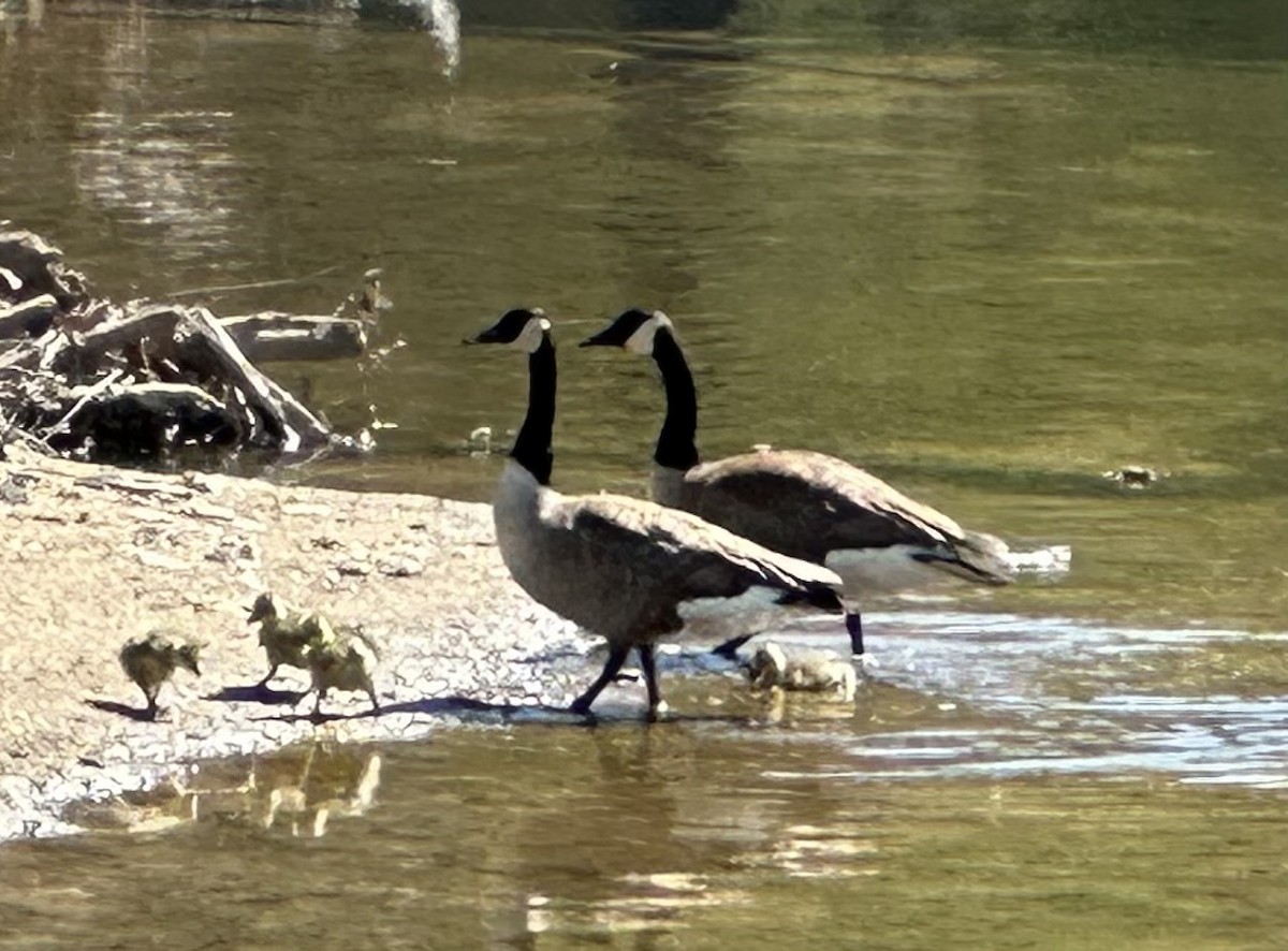 Canada Goose - ML618045837