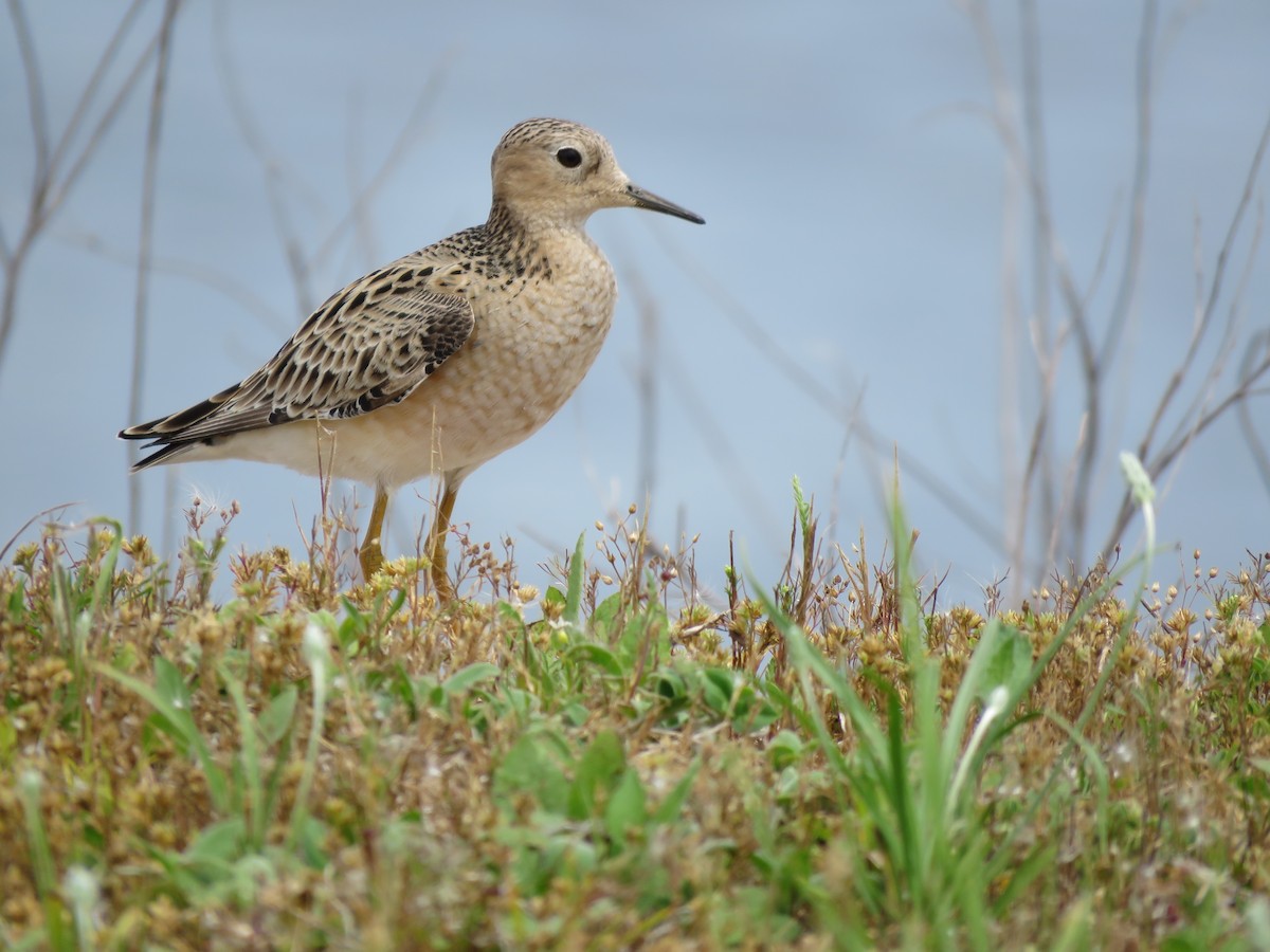 Buff-breasted Sandpiper - ML618045852