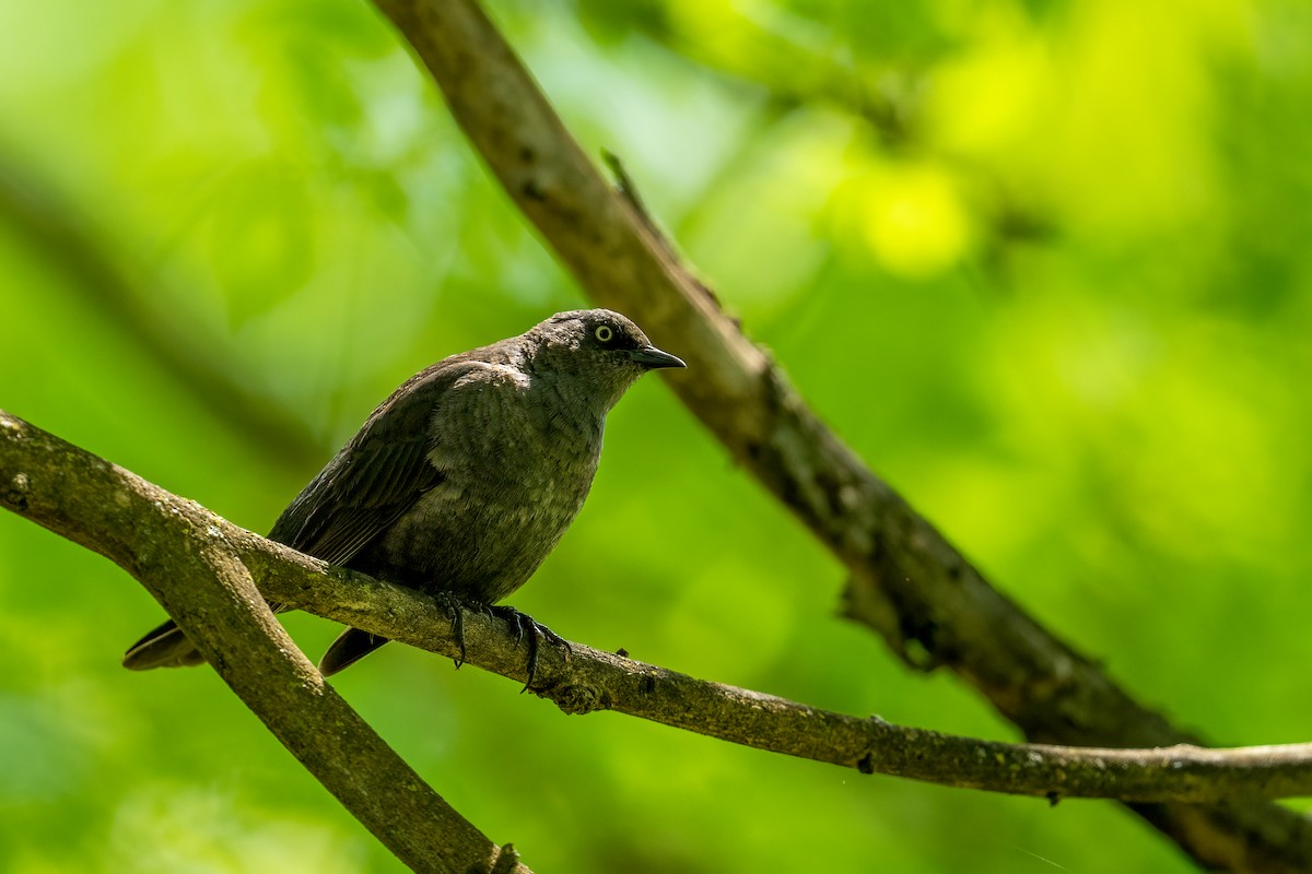 Rusty Blackbird - ML618045864