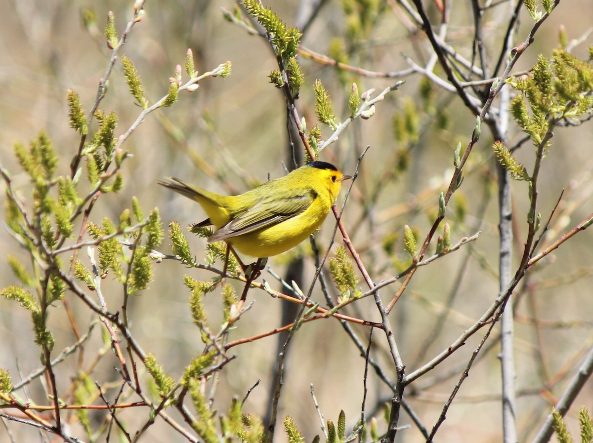 Wilson's Warbler - ML618045873