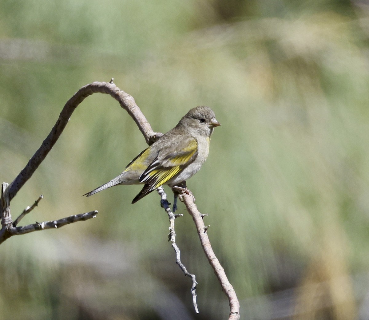 Lawrence's Goldfinch - Adam Dudley