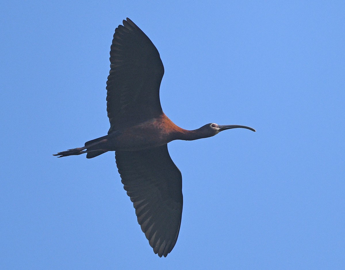 ibis americký - ML618045915