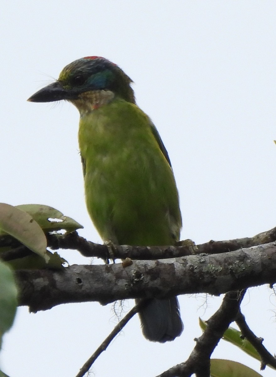 Borneobartvogel - ML618045963