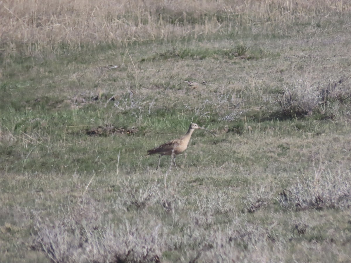 Long-billed Curlew - Erik Van Den Kieboom