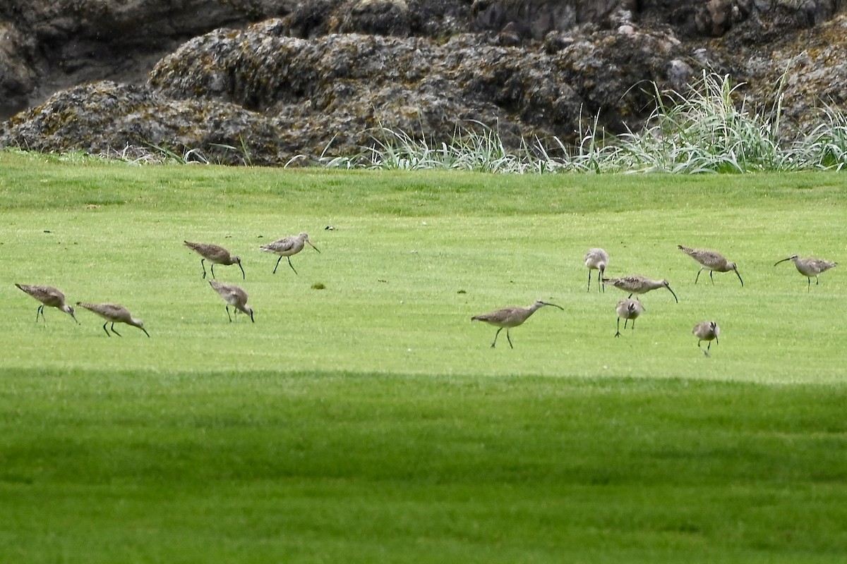 Marbled Godwit - Geoffrey Newell