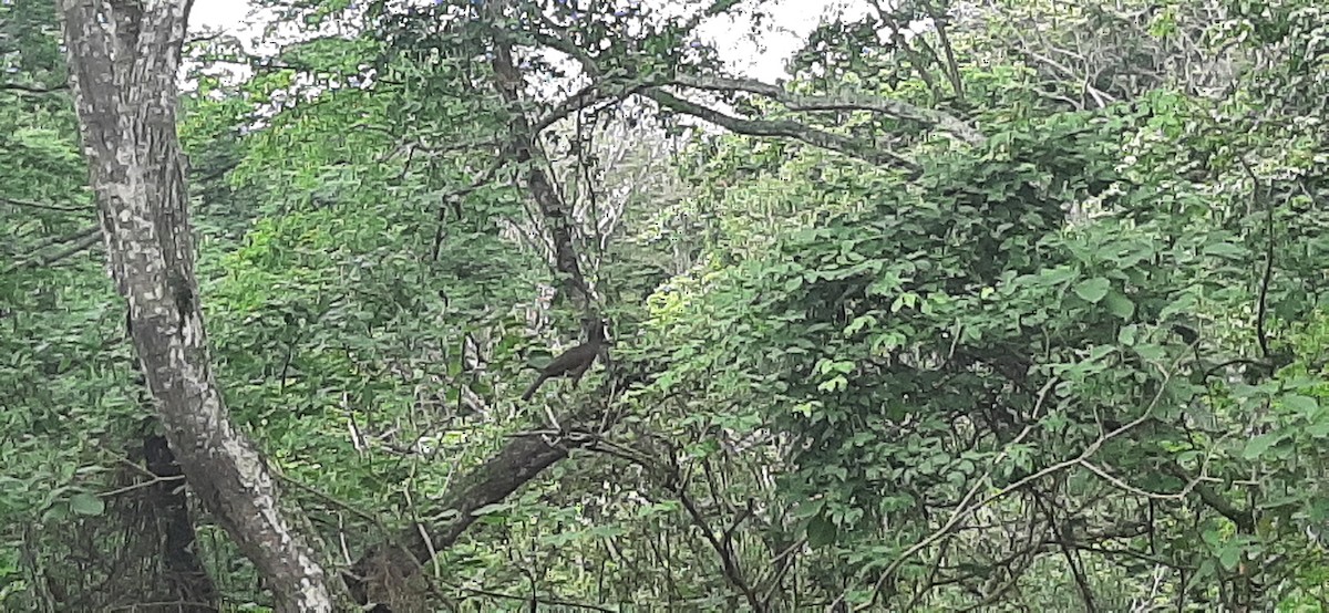 Colombian Chachalaca - Juan Ramírez