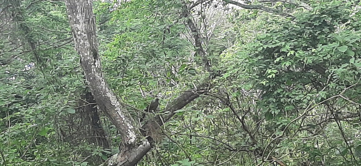 Colombian Chachalaca - ML618045987