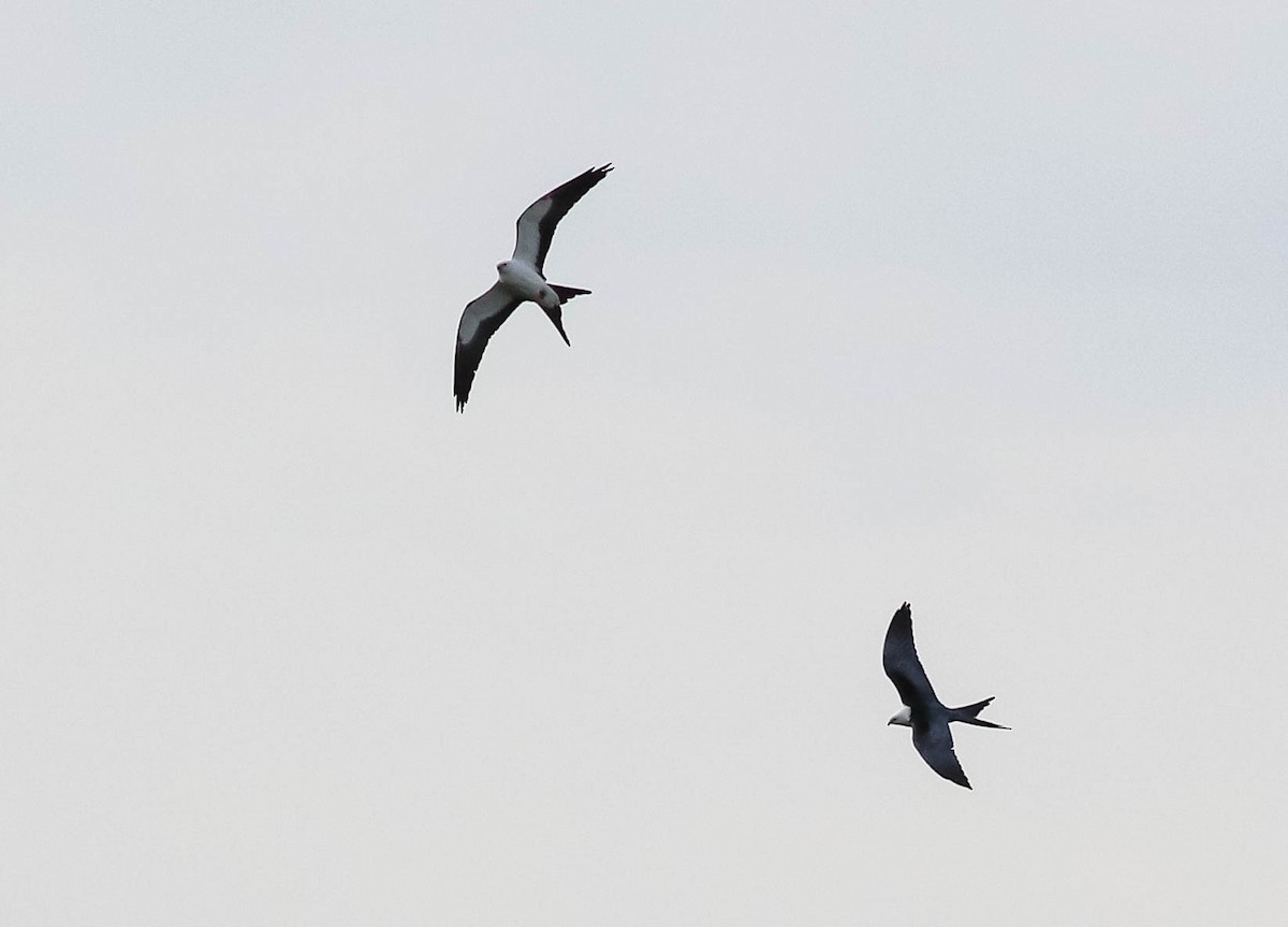 Swallow-tailed Kite - Lily Morello