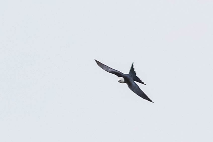 Swallow-tailed Kite - Lily Morello