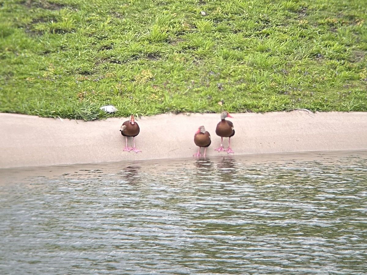 Black-bellied Whistling-Duck (fulgens) - Holly Coates