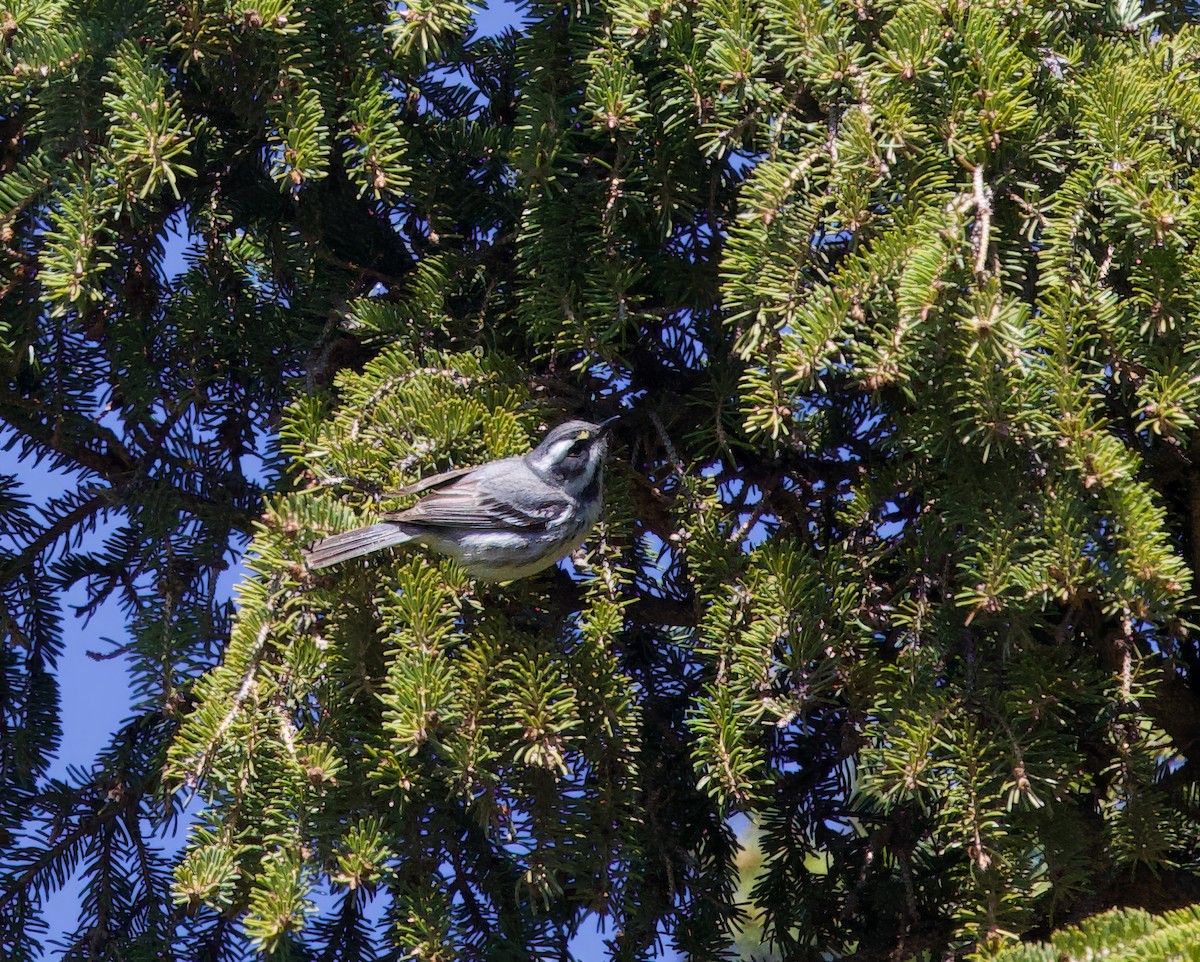 Black-throated Gray Warbler - Michel Proulx