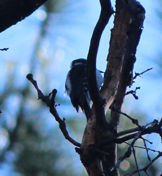 Hairy Woodpecker - ML618046036