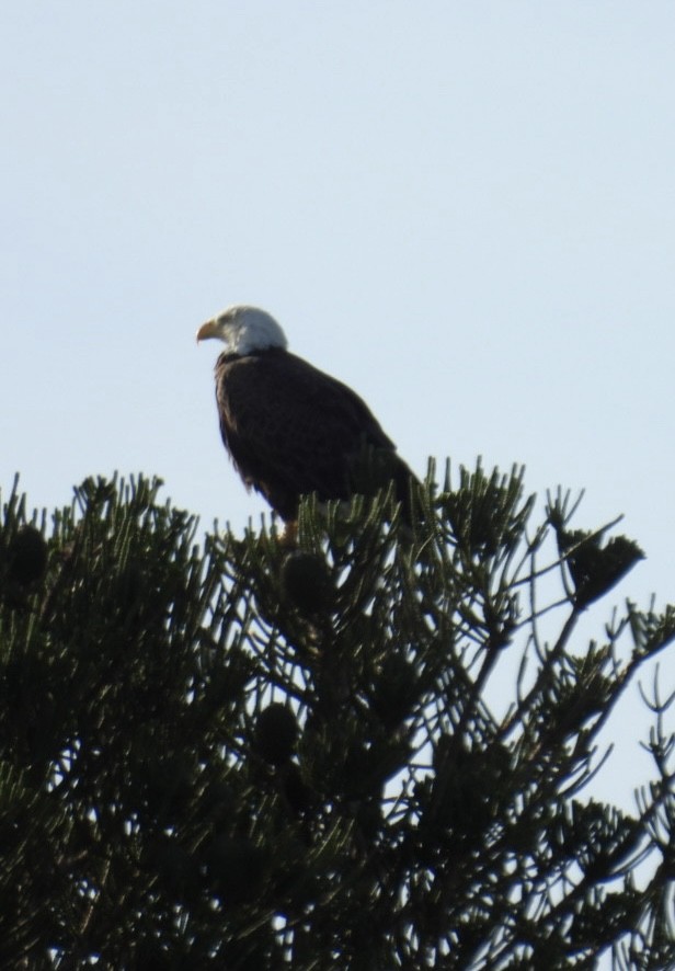 Bald Eagle - ML618046043