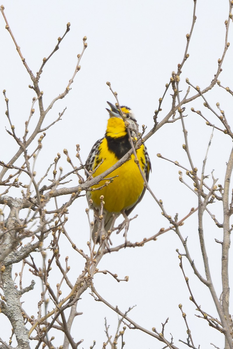 Eastern Meadowlark - Edith Auchter