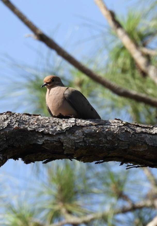 Mourning Dove - ML618046063