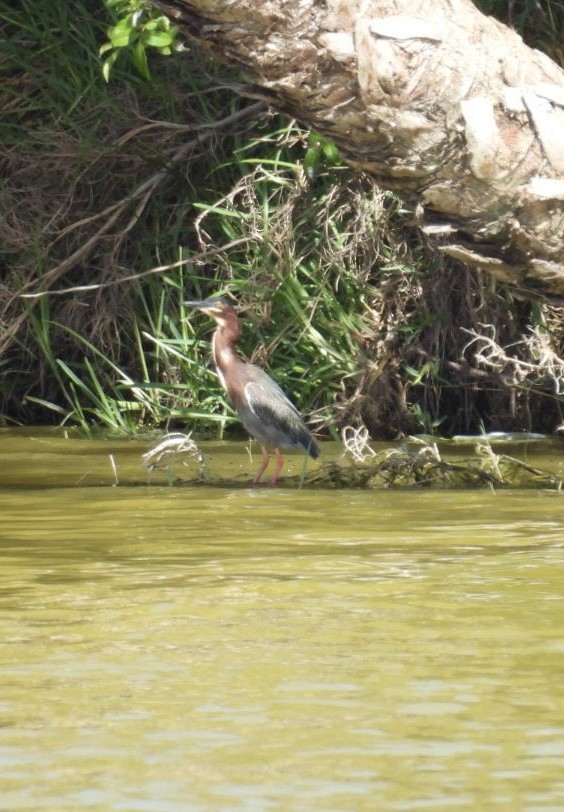 Green Heron - ML618046069