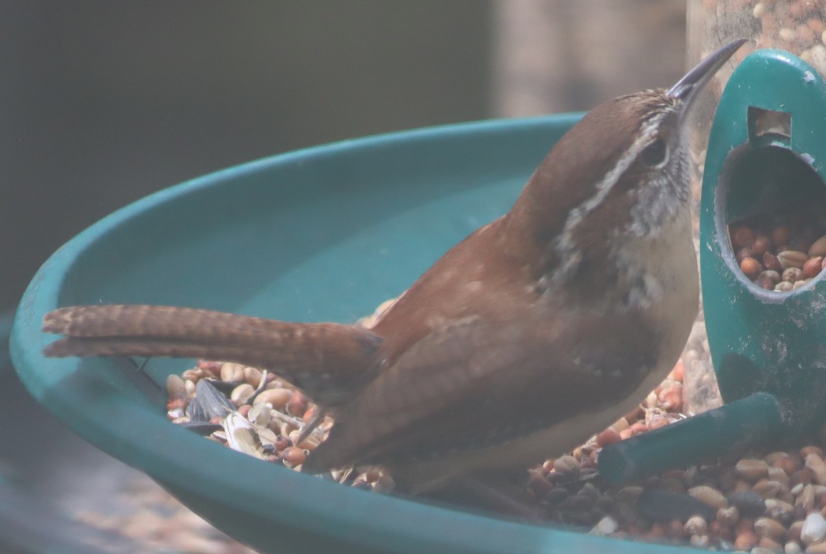 Carolina Wren - ML618046108