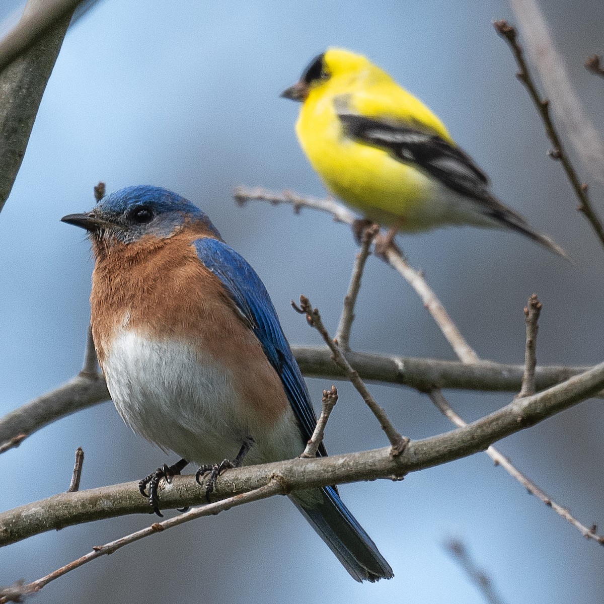 Eastern Bluebird - ML618046129