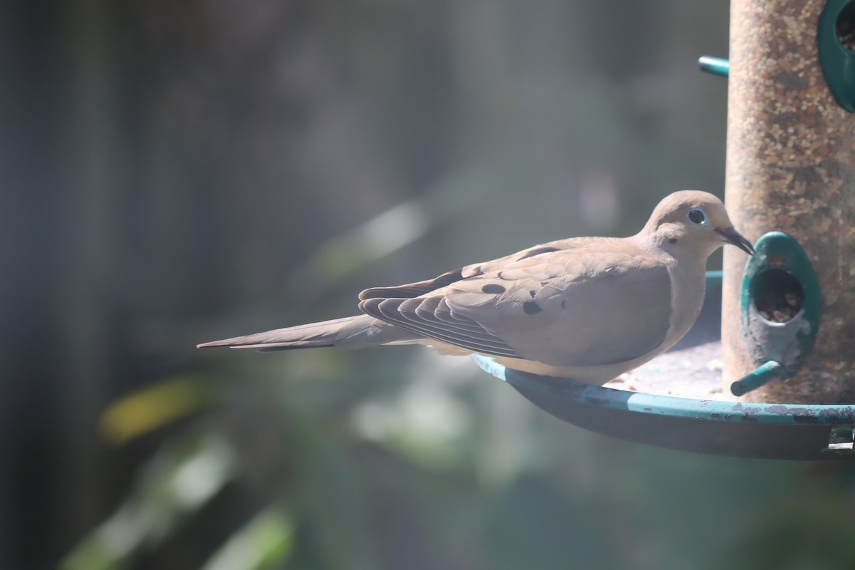 Mourning Dove - ML618046136