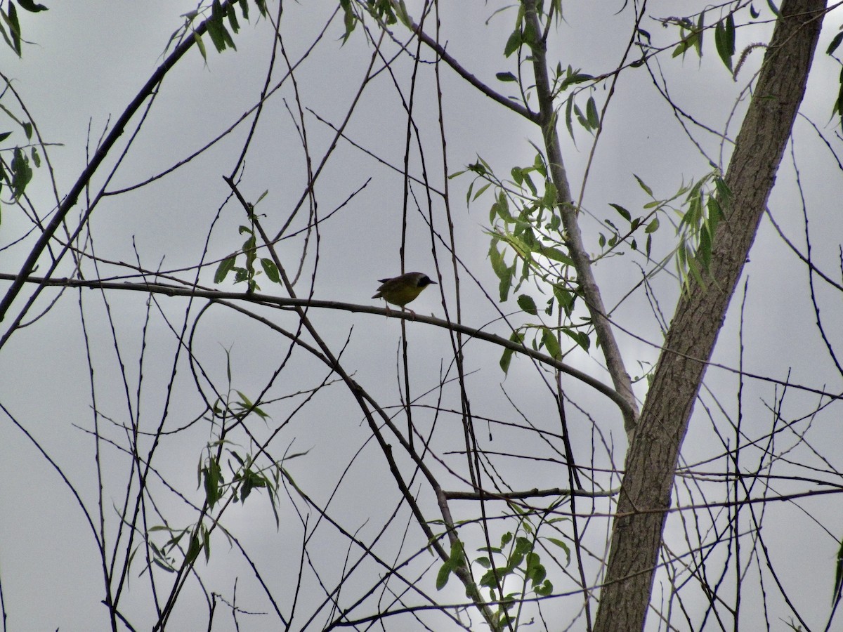 Common Yellowthroat - Keaton Schneeflock