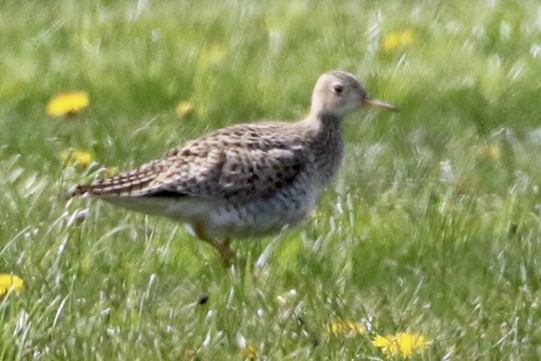 Upland Sandpiper - Dan Rottino