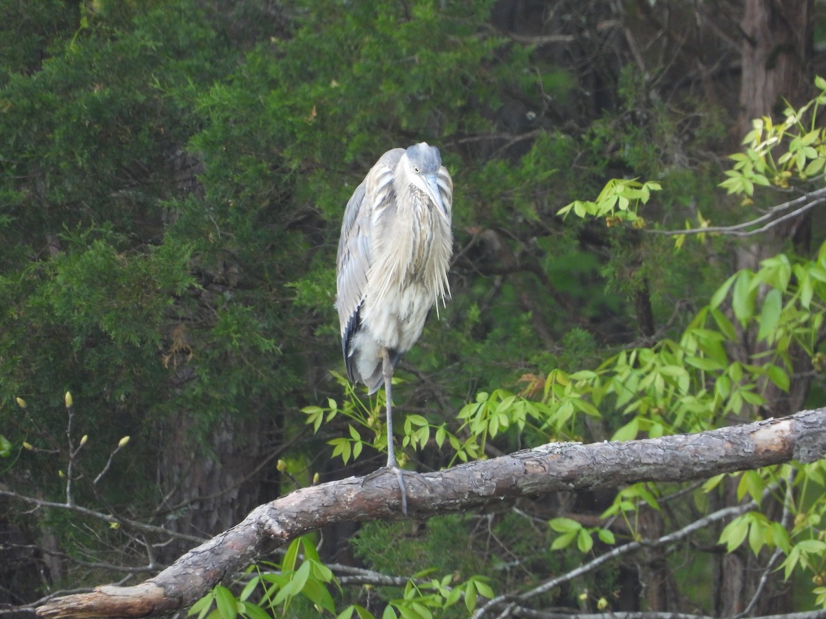 Great Blue Heron - ML618046150