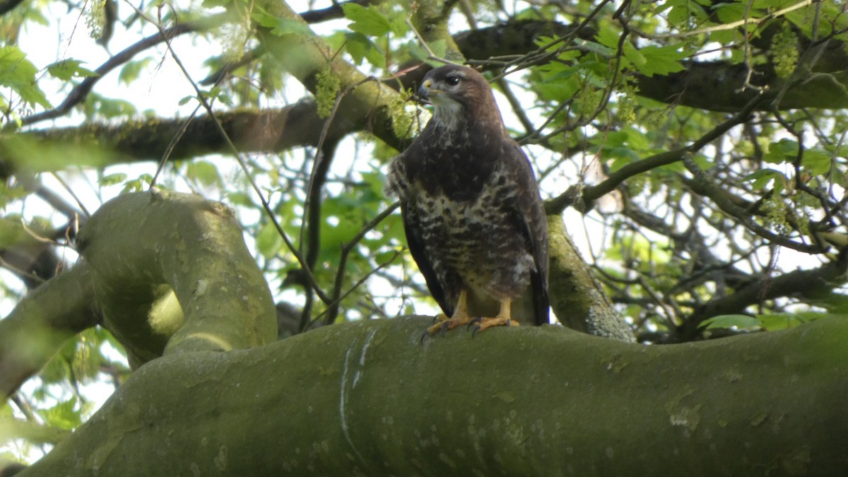 Common Buzzard - ML618046154