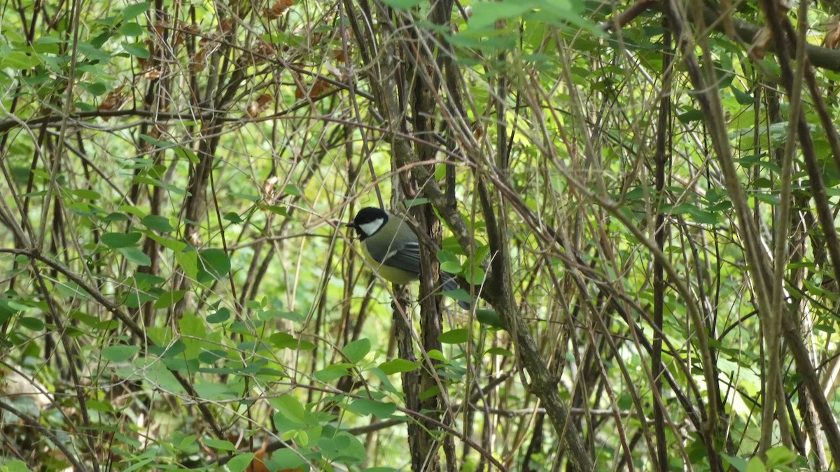 Mésange charbonnière - ML618046172