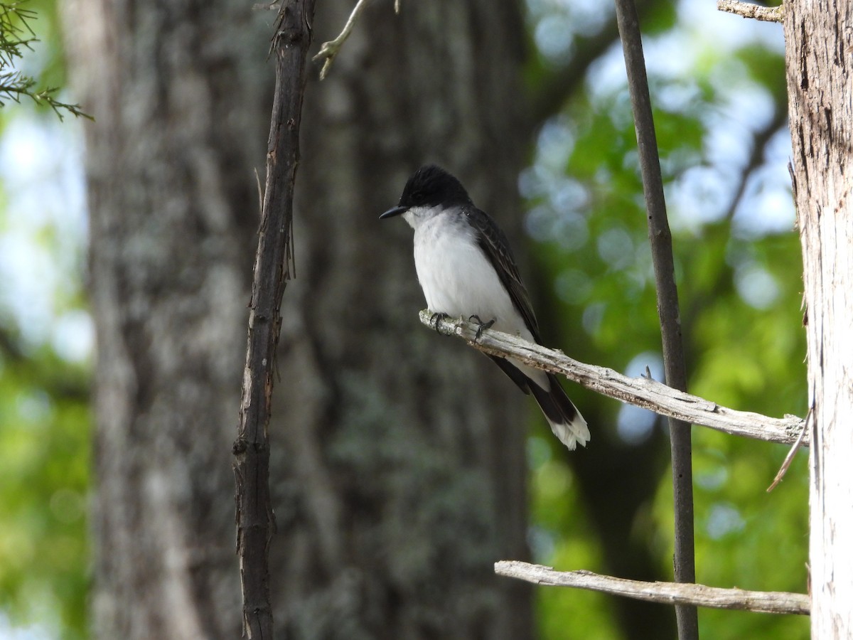 Eastern Kingbird - ML618046174