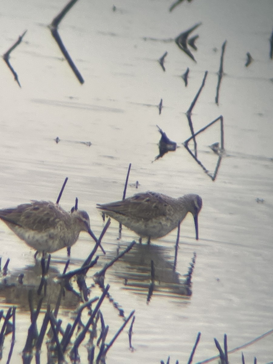 Stilt Sandpiper - Keaton Schneeflock