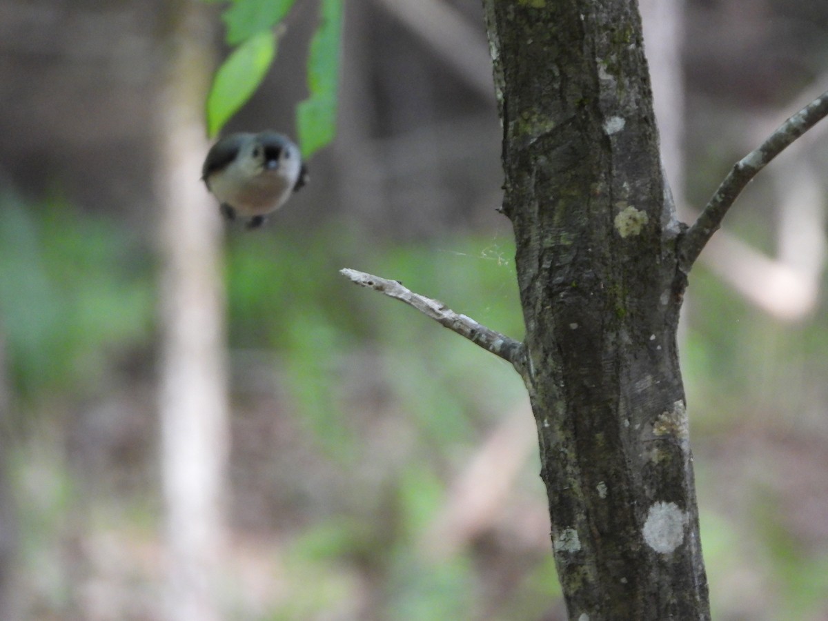 Tufted Titmouse - David Gravermoen