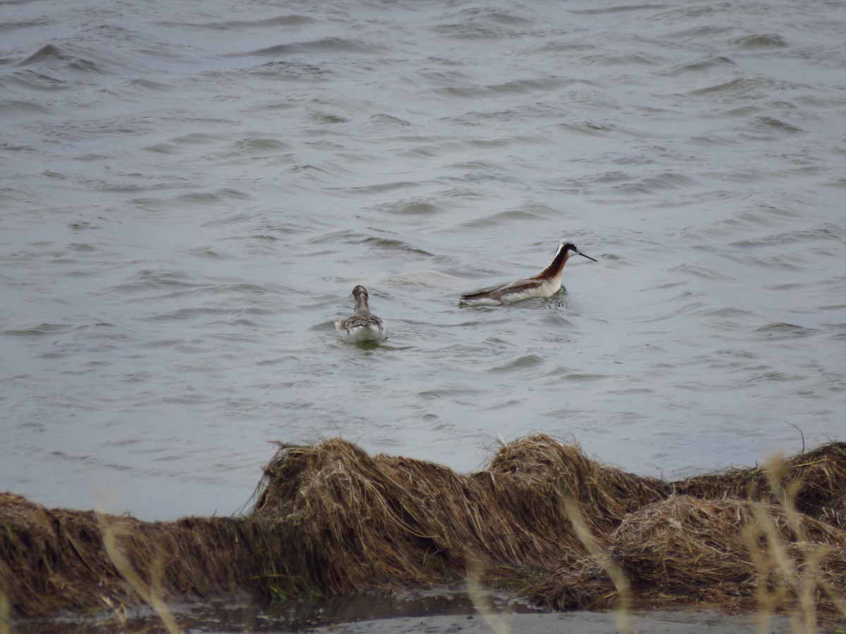 Wilson's Phalarope - Ken Orich