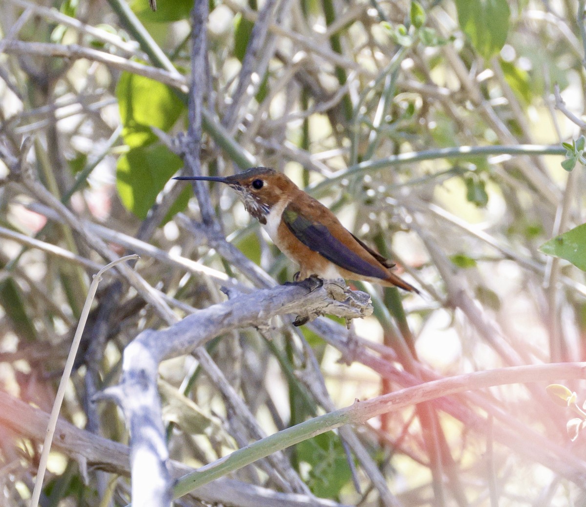 Colibrí Rufo - ML618046236