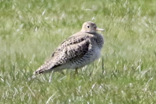 Upland Sandpiper - Trudy Rottino