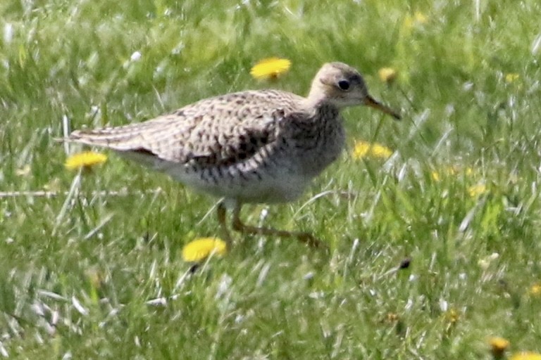 Upland Sandpiper - Trudy Rottino