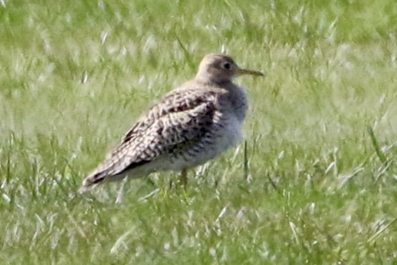 Upland Sandpiper - Trudy Rottino