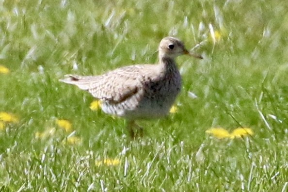 Upland Sandpiper - Trudy Rottino